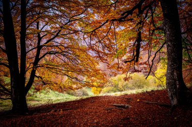 Romanya 'nın Karpat Dağları' ndaki Buila Vanturarita Ulusal Parkı 'nda sonbahar. Ormanda canlı sonbahar renkleri. Renkli Sonbahar Yaprakları. Yeşil, sarı, turuncu, kırmızı.