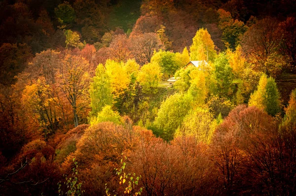 秋には バヌタリタ国立公園 カルパティア山脈 ルーマニア 森の鮮やかな紅葉に囲まれたパトランサ庵 — ストック写真