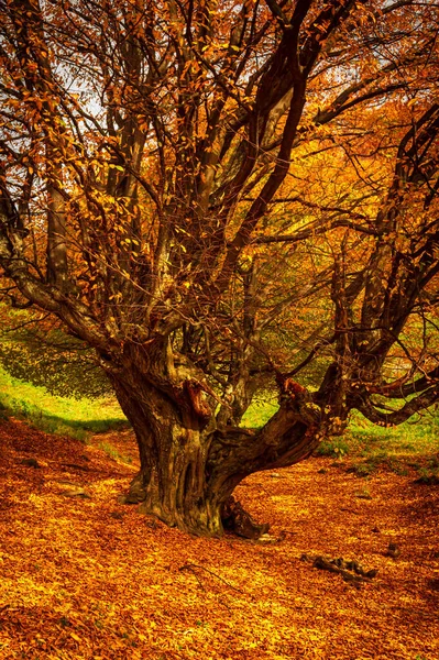 Podzim Národním Parku Buila Vanturarita Karpaty Rumunsko Živé Podzimní Barvy — Stock fotografie