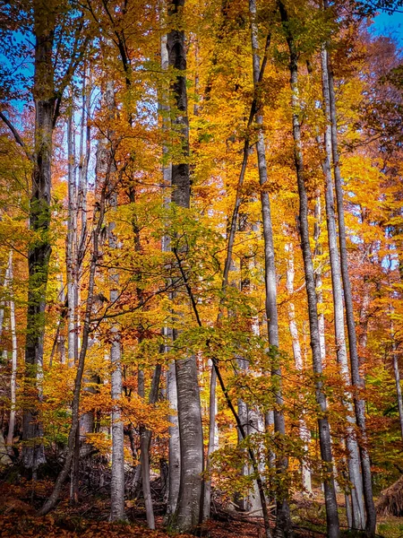 Осень Национальном Парке Вантурарита Карпаты Румыния Яркие Осенние Цвета Лесу — стоковое фото