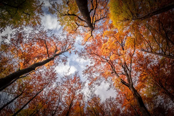 Herbst Buila Vanturarita Nationalpark Karpaten Rumänien Lebendige Herbstfarben Wald Bunte — Stockfoto