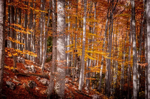 Jesień Parku Narodowym Buila Vanturarita Karpaty Rumunia Żywe Kolory Jesieni — Zdjęcie stockowe