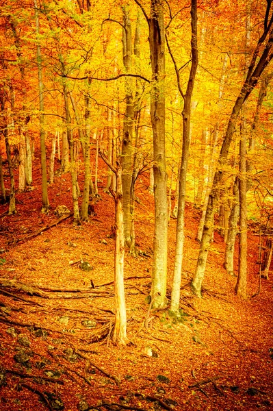 Hösten Buila Vanturarita National Park Karpaterna Rumänien Levande Höstfärger Skogen — Stockfoto