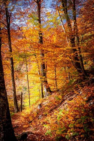 Otoño Parque Nacional Buila Vanturarita Montañas Cárpatas Rumania Colores Vivos —  Fotos de Stock