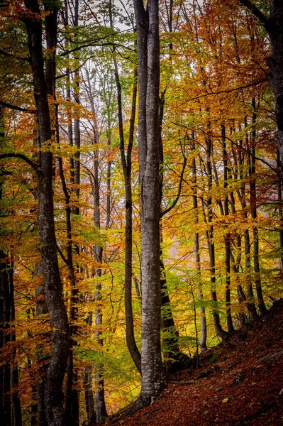 Automne Buila Vanturarita National Park Carpates Roumanie Couleurs Automne Vives — Photo