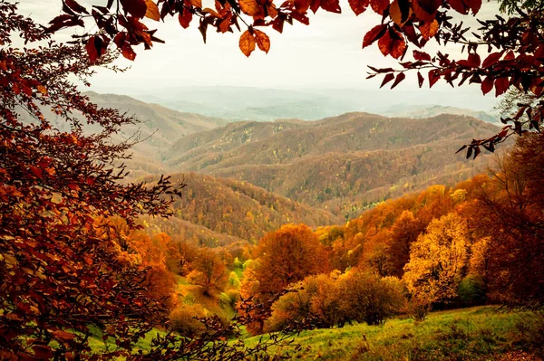 秋には バヌタリタ国立公園 カルパティア山脈 ルーマニア 森の中で鮮やかな秋の色 カラフルな紅葉 オレンジ — ストック写真