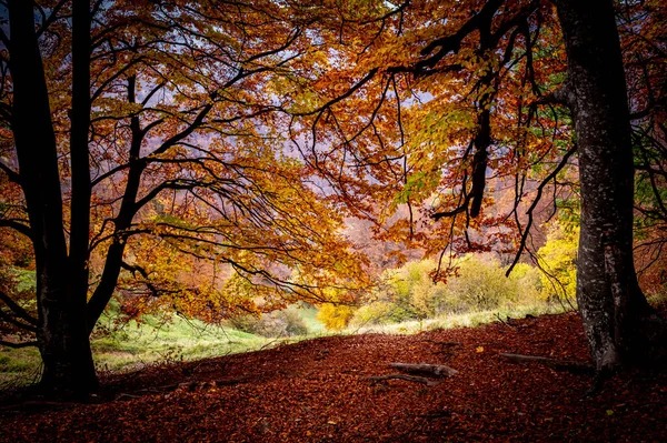 Herfst Buila Vanturarita National Park Karpaten Roemenië Levendige Herfstkleuren Het — Stockfoto