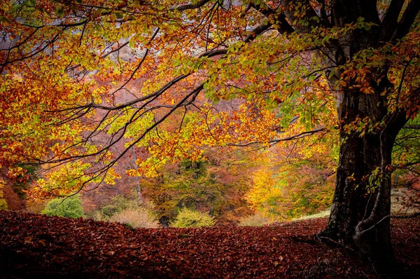 秋天在罗马尼亚喀尔巴阡山脉的Buila Vanturarita国家公园 森林里的活体会褪色 五彩缤纷的秋叶 — 图库照片
