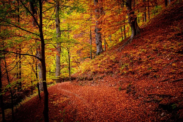 Otoño Parque Nacional Buila Vanturarita Montañas Cárpatas Rumania Colores Vivos — Foto de Stock