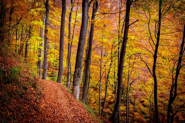 Otoño Parque Nacional Buila Vanturarita Montañas Cárpatas Rumania Colores Vivos — Foto de Stock