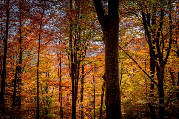 Осень Национальном Парке Вантурарита Карпаты Румыния Яркие Осенние Цвета Лесу — стоковое фото