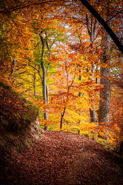 Outono Parque Nacional Buila Vanturarita Montanhas Cárpatas Roménia Cores Outono — Fotografia de Stock