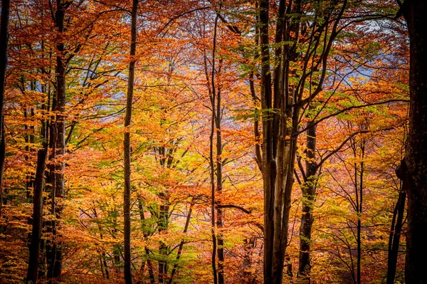 秋天在罗马尼亚喀尔巴阡山脉的Buila Vanturarita国家公园 森林里的活体会褪色 五彩缤纷的秋叶 — 图库照片