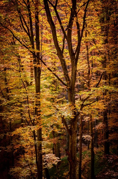Jesień Parku Narodowym Buila Vanturarita Karpaty Rumunia Żywe Kolory Jesieni — Zdjęcie stockowe