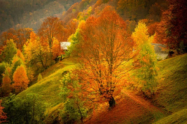 Осень Национальном Парке Вантурарита Карпаты Румыния Отшельник Patrunsa Окружен Яркими Лицензионные Стоковые Изображения
