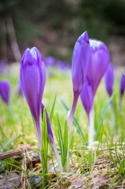 İlkbaharda sığ bir tarla ile Crocus çiçeği. İlkbaharda seçici odak ve yayılmış arkaplanı olan mor renkli bir çiçek grubunun güzel ve yaratıcı kompozisyonu.