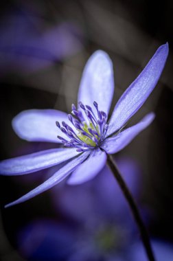 Scilla bifolia (alp ciyaklaması ya da iki yapraklı ciyaklama). Silla bifolia çiçeğinin güzel yakın plan fotoğrafı