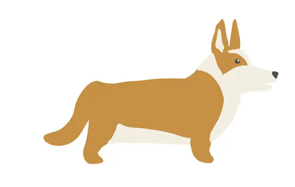 Beyaz arka planda Corgi. Kahverengi köpek. Vektör illüstrasyonu