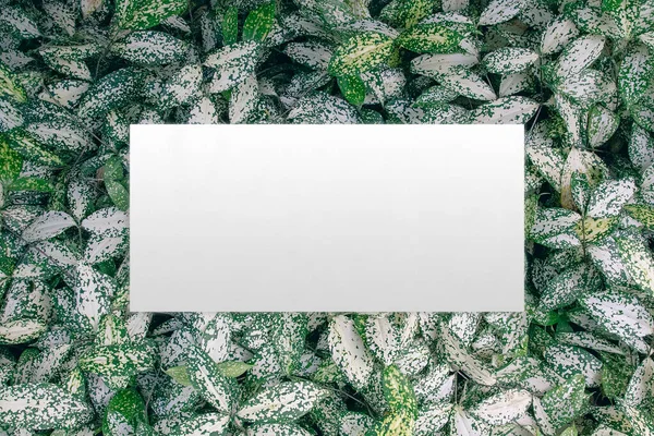 Yeşil Yaprak Arkaplanı Üzerine Kağıt Notlar — Stok fotoğraf