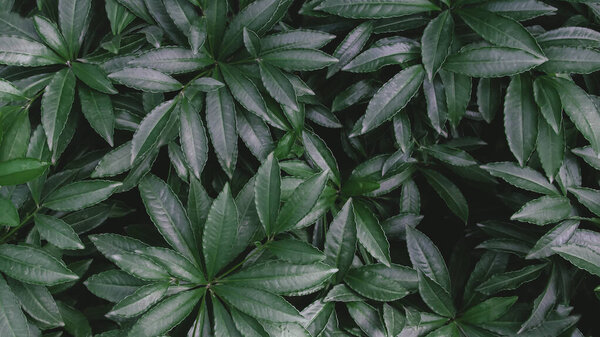 зеленый лист фон природы