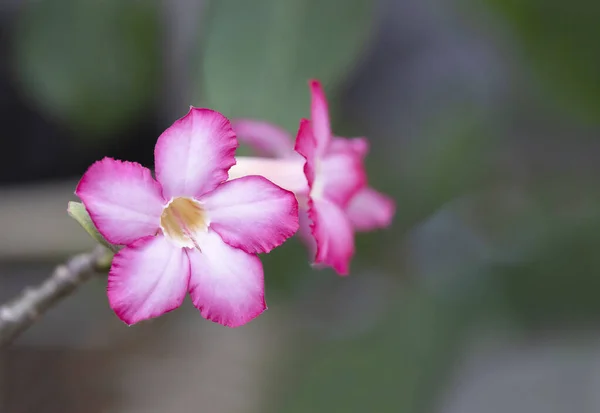 close up pink adenium desert rose