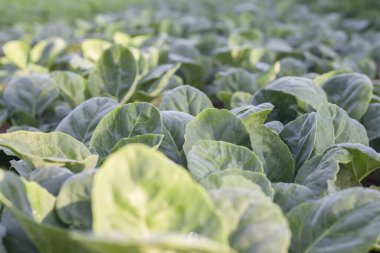 Yeşil arka planda organik lahana