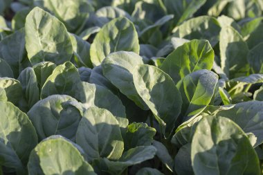 Yeşil arka planda organik lahana