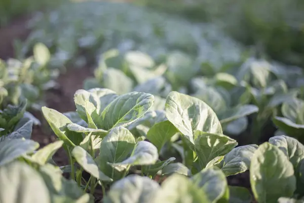 Yeşil arka planda organik lahana