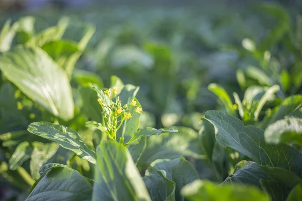 Yeşil organik bok choy