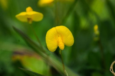 Bahçede açan sarı çiçekler...