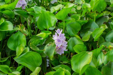 Sümbül bitkileri gölde çiçek açar.