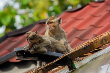 Ormanda yiyecek arayan bir grup maymun.