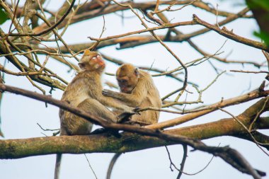 Ormanda yiyecek arayan bir grup maymun.