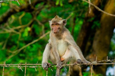 Hayvanat bahçesindeki vahşi maymunlar ve orman güneşleniyor ve yiyecek arıyorlar.