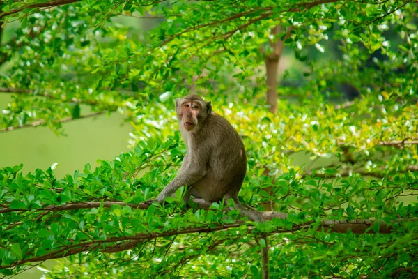 Singes Sauvages Dans Zoo Jungle Baignent Soleil Recherche Nourriture — Photo