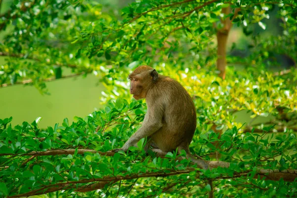 Singes Sauvages Dans Zoo Jungle Baignent Soleil Recherche Nourriture — Photo
