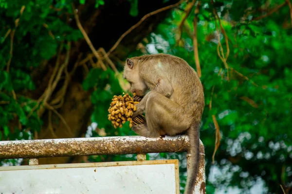 Los Monos Salvajes Zoológico Selva Están Tomando Sol Buscando Comida — Foto de Stock