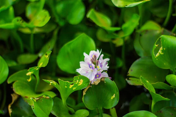 Wasserhyazinthen Blühen See — Stockfoto