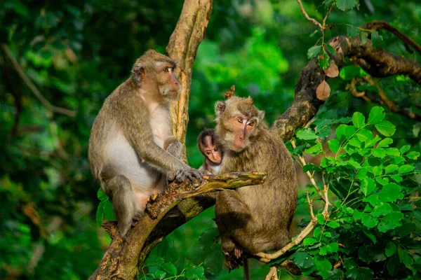 Grupa Małp Lesie Szukająca Pożywienia — Zdjęcie stockowe