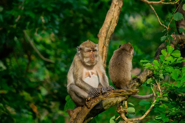 Sekelompok Monyet Hutan Mencari Makanan — Stok Foto