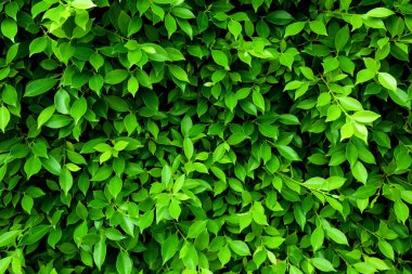 Yeşil yapraklar, tropikal orman bitkisinin duvar dokusu, siyah arka planda..