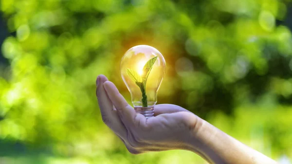 生态地球日的概念 绿树长在灯泡里在背景上模糊了绿叶的形象 早上有一盏金色的灯 节约能源和保护环境 — 图库照片