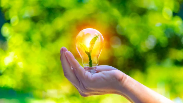 concept eco earth day. green tree growing in a light bulb On the background blurred image of green leaves and there is a golden light in the morning. energy saving and environmental protection.