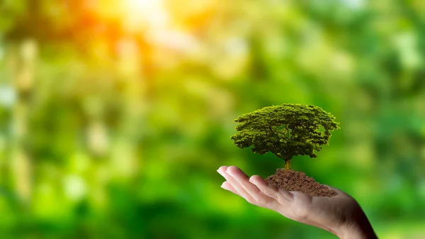 植树与手环境友好 生态地球日 能源友好 创新技术生态绿色理念 可持续发展的创新动力 — 图库照片
