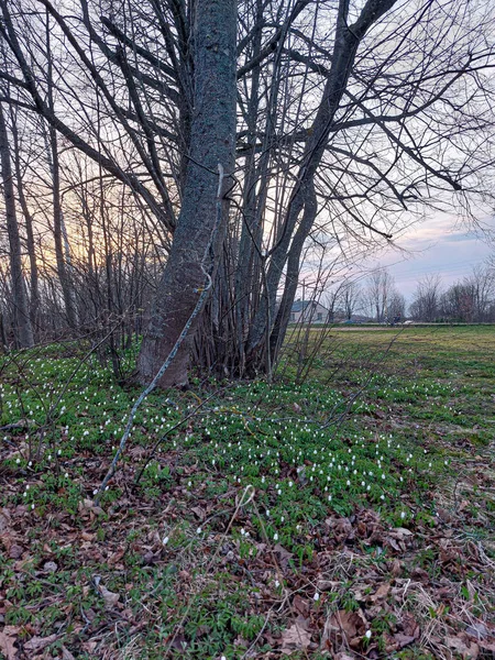 Kırsalda güzel bir bahar akşamı