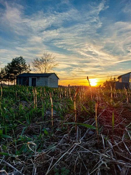 Çimlerin üzerinde güzel bir gün batımı