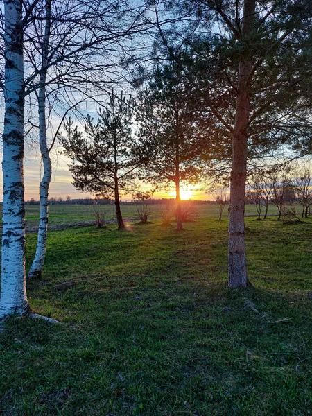 Ağaçların üzerinde güzel bir gün batımı
