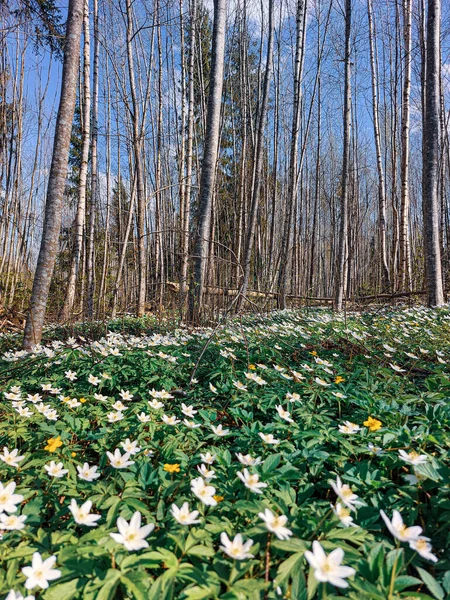 Orman beyaz çiçeklerle dolu.