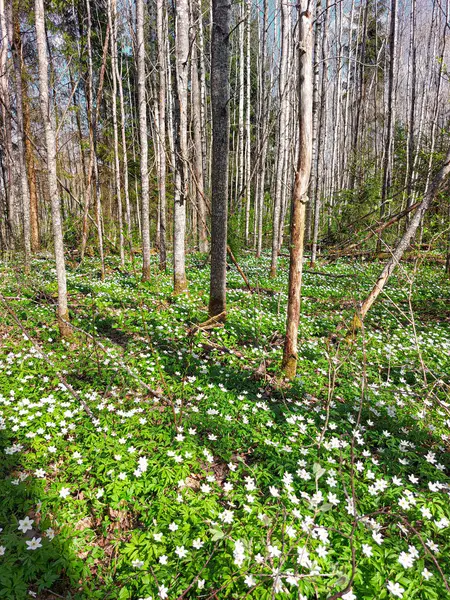 Orman beyaz çiçeklerle dolu.
