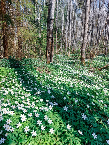 Orman beyaz çiçeklerle dolu.